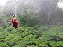 Canopy Tour