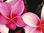 Kauai's Botanical Gardens